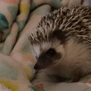 Meet your Posher, Josephine